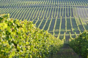 Aide à la restructuration du vignoble: dates de dépôt de des demandes 2023-2024