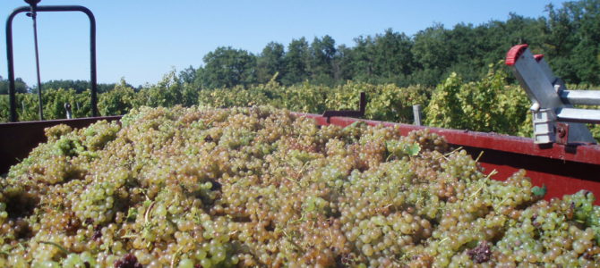 Achats de vendanges suite aux accidents climatiques