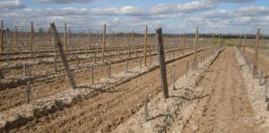Autorisation de replantation