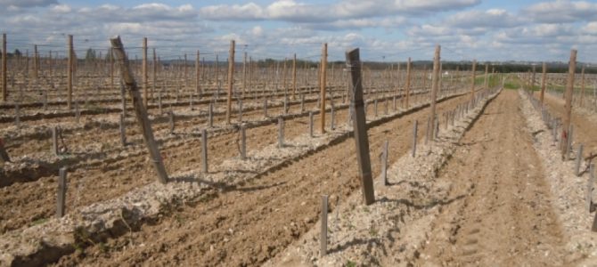 La prolongation des autorisations de plantation de vignes en bonne voie