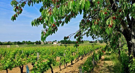 Monbazillac, plantera des arbres fruitiers!