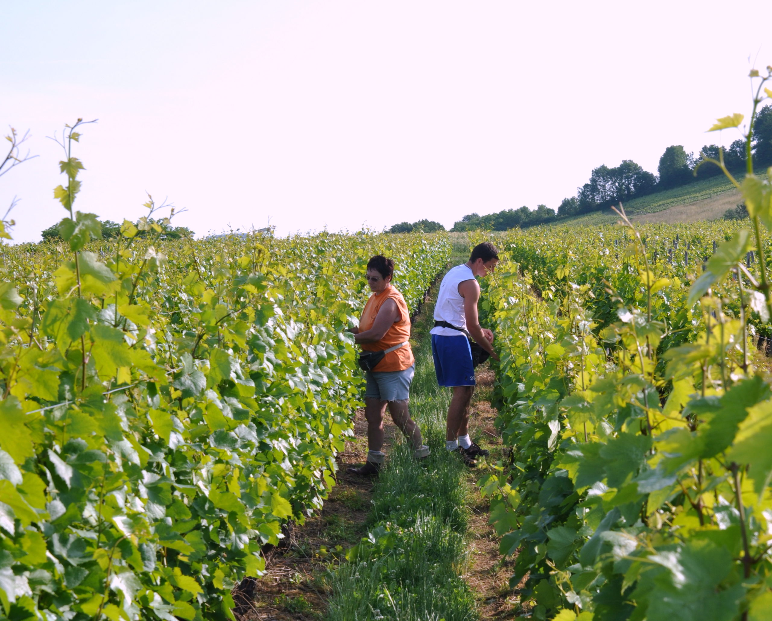 Travail des saisonniers étrangers