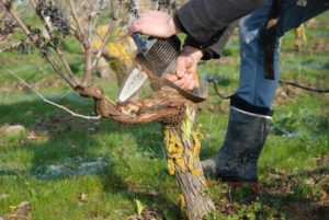 Le curetage, une solution contre les maladies du bois de la vigne