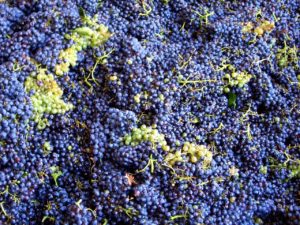 Achats de vendanges 2023