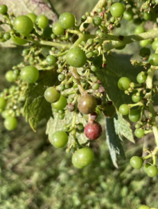 Formation à la reconnaissance des maladies de la vigne (Atelier reporté au 13 juin)