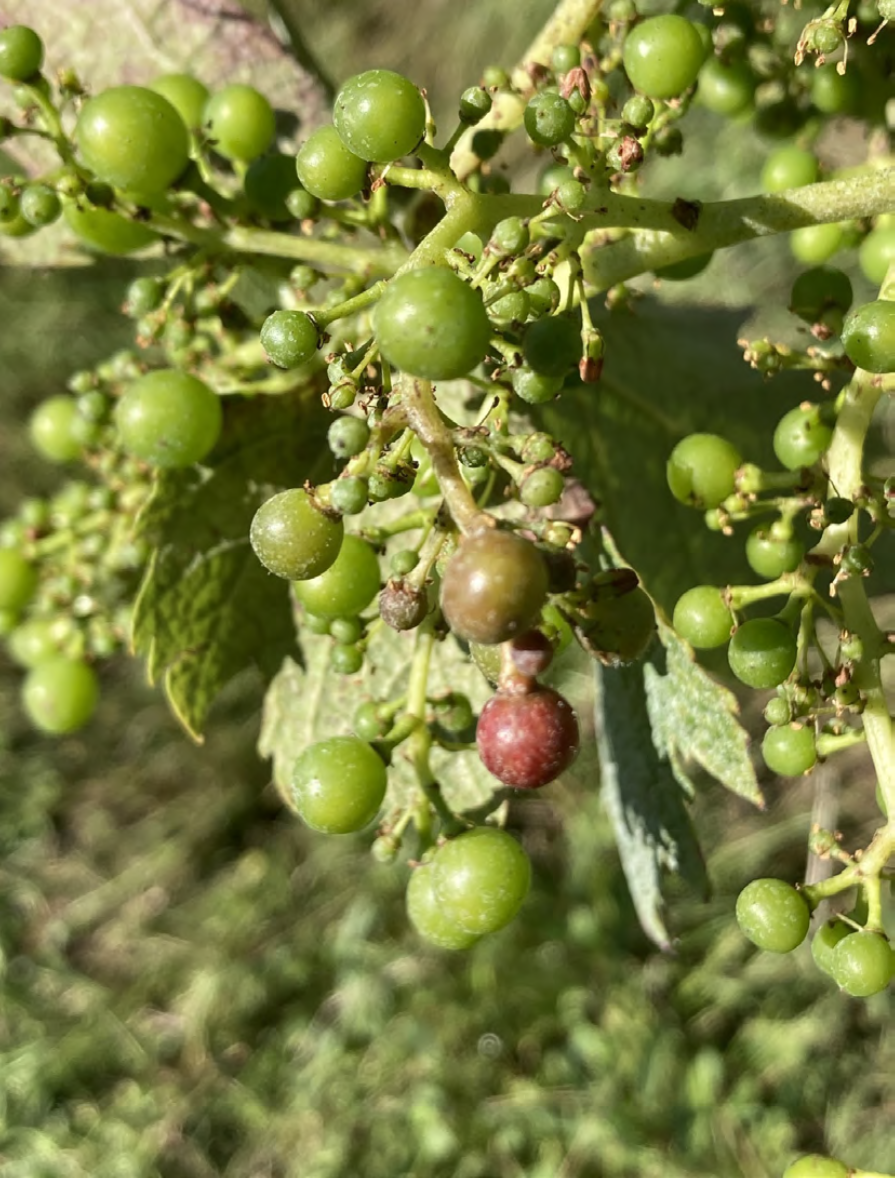 Formation à la reconnaissance des maladies de la vigne