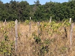 Friches viticoles : une nouvelle donne pour les vignerons grâce à l’adoption d’une proposition de loi soutenue par la CNAOC Friches viticoles : une nouvelle donne pour les vignerons grâce à l’adoption d’une proposition de loi soutenue par la CNAOC