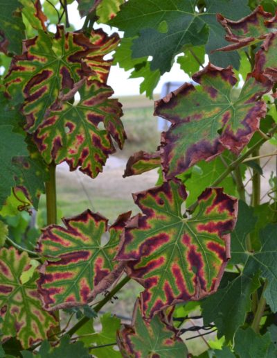 Newsletter PNDV d’août 2025 : dernières avancées sur les maladies du bois !