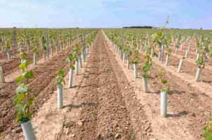 Autorisations de plantation : il y a eu du nouveau cet été!