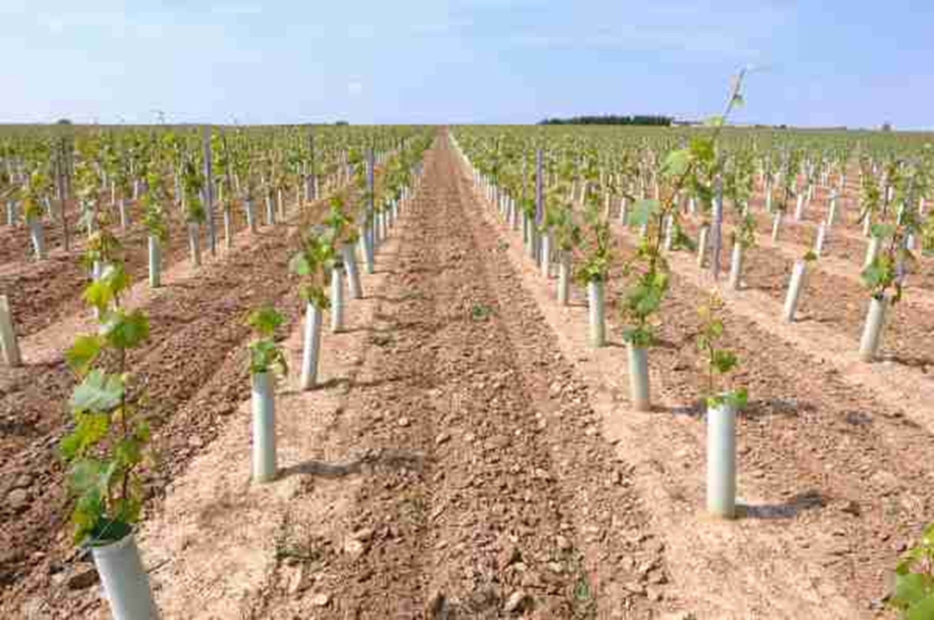 Autorisations de plantation : il y a eu du nouveau cet été! Autorisations de plantation : il y a eu du nouveau cet été!