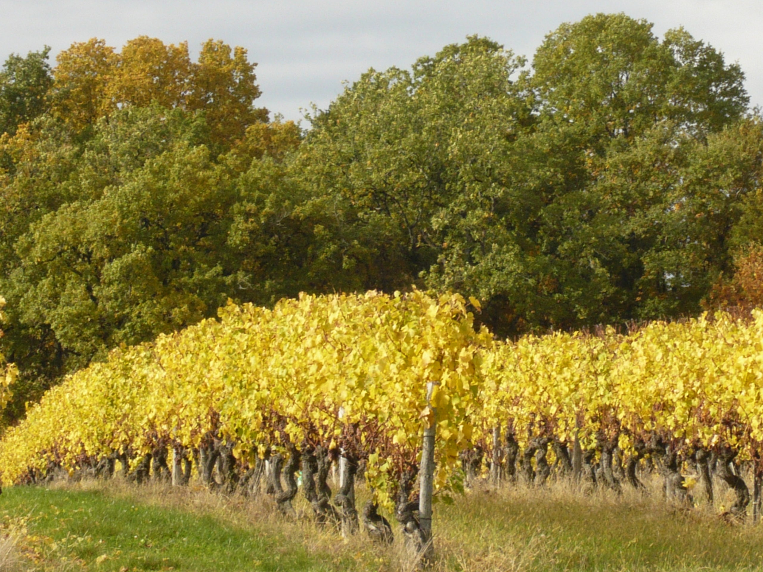Mention « Vieilles Vignes »