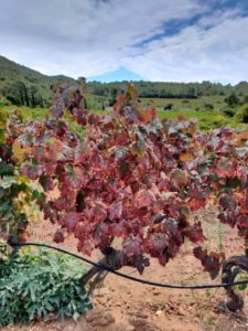 Maladies émergentes de la vigne : vous saurez tout dans la dernière newsletter du PNDV!